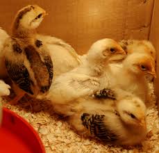 Barnevelder Day Old Chicks