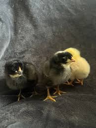 Barred Plymouth Rock