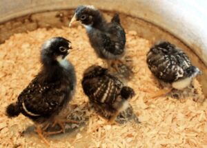 Barred Plymouth Rock