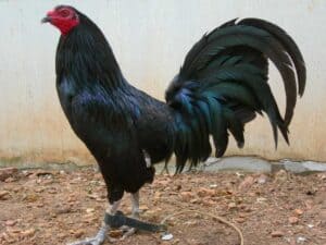 Black Roundhead gamefowl for sale