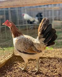 Blueface Hatch Hens