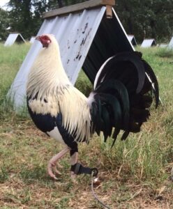 Fairchild Grey gamefowl
