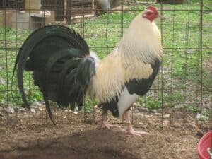 Frost Grey gamefowl