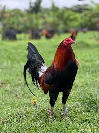 Gilmore Hatch gamefowl