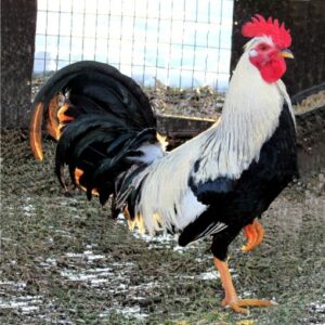 Ginn Grey Toppy roosters for sale