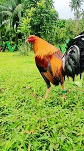 Golden Monkey Sweater gamefowl