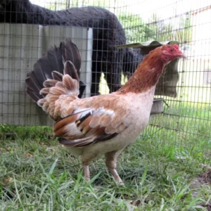 Lacy Roundhead gamefowl for sale