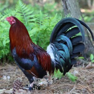 Lacy Roundhead gamefowl for sale