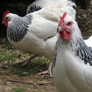 Light Sussex Chickens