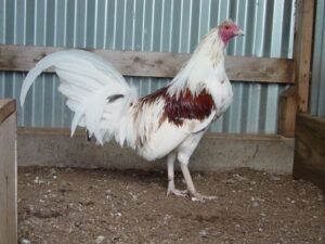 Minor Blue roosters for sale