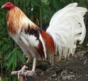 Minor Blue roosters for sale