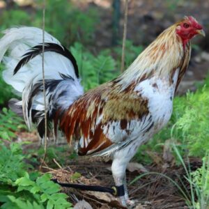 Minor Blue roosters for sale