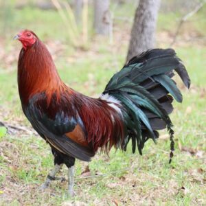 Penny Harold Brown gamefowl for sale