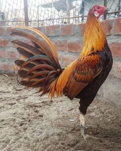 Peruvian rooster for sale