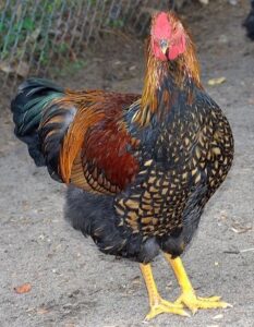 Gold Laced Wyandotte Roosters