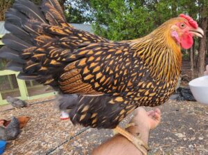 Gold Laced Wyandotte Roosters