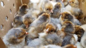 red Laced Gold Wyandotte