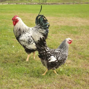 Silver Laced Wyandotte