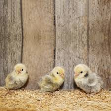 Silver Sebright Bantam Chicks