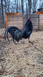 Warhorse Gamefowl