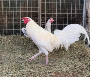 White Kelso Gamefowl