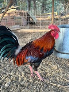 Whitehackle Gamefowl