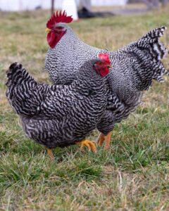 barred plymouth rock roosters for sale