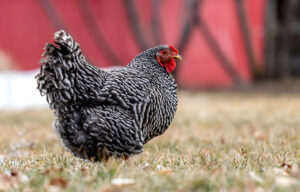 barred plymouth rock roosters for sale