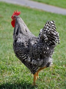 barred plymouth rock roosters for sale