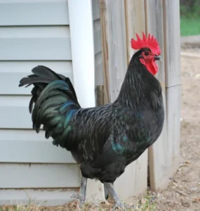 black australorp roosters for sale near me