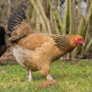 buff brahma bantam chickens for sale near me