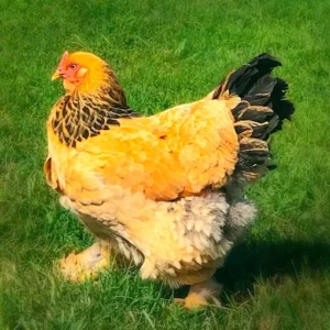 buff brahma bantam chickens for sale near me