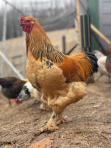 buff brahma roosters for sale near me