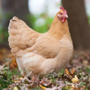 buff orpington hens for sale near me