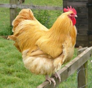 buff orpington roosters for sale near me