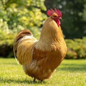 buff orpington roosters for sale near me