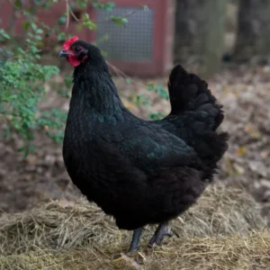 buy australorp chickens near me