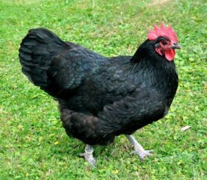 buy australorp chickens near me