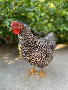 dominique hens for sale near me