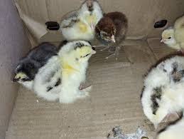 Light Brahma Chicks