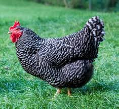 Plymouth Rock Chickens