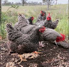 Plymouth Rock Chickens