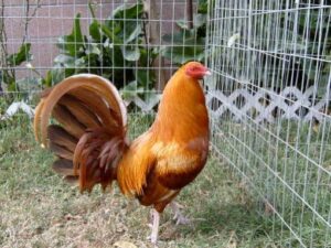 pumpkin hulsey gamefowl for sale