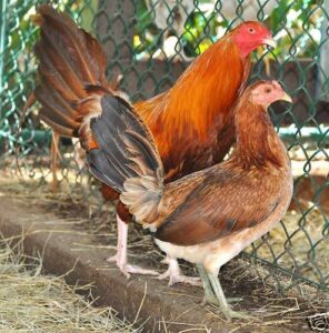 pumpkin hulsey gamefowl for sale