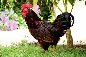 Rhode Island Red Rooster