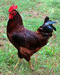 Rhode Island Red Rooster