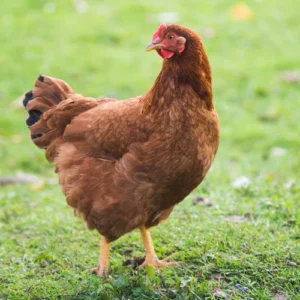 Rhode Island Red