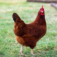 Rhode Island Red