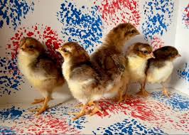speckled sussex chicks