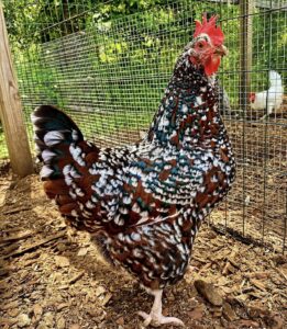 Speckled Sussex Roosters